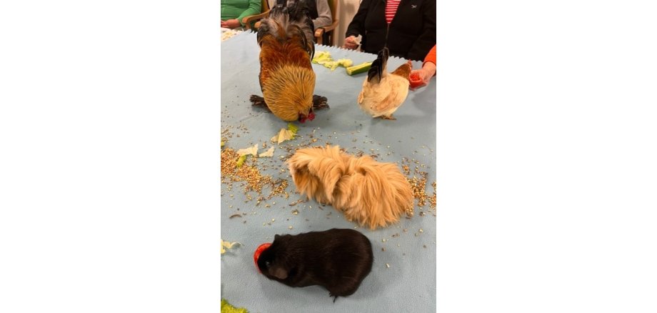 Mehrschweinchen und Hühner auf einem Tisch